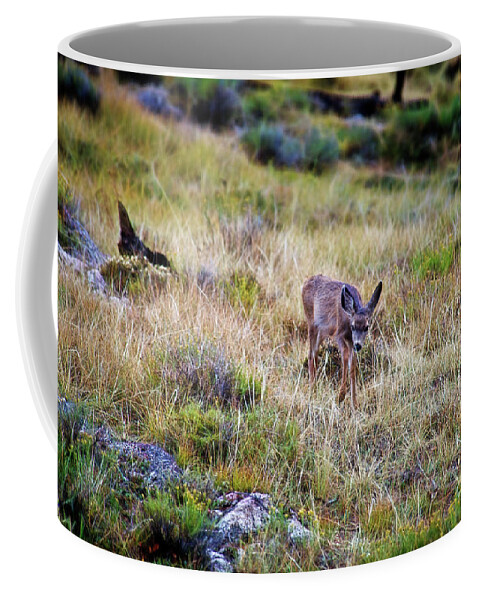 Deer Coffee Mug featuring the photograph Young Deer 2 by David Arment