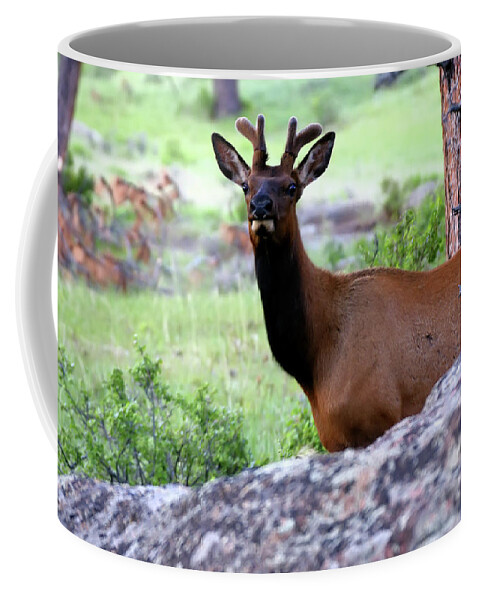 Elk Coffee Mug featuring the photograph Young Elk by Alan Hutchins