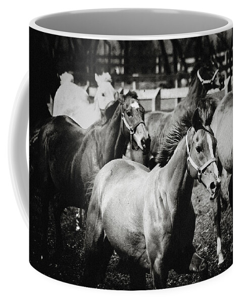 Horse Coffee Mug featuring the photograph Young horses on the pasture by Dimitar Hristov