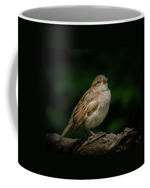 Young House Sparrow Photo Coffee Mug featuring the photograph Young House Sparrow by Kenneth Cole