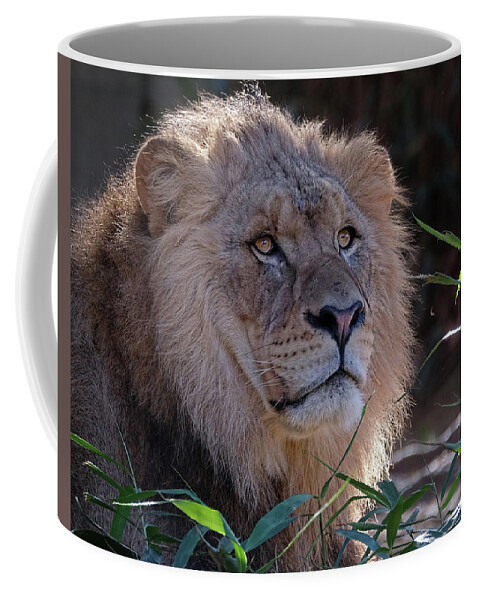 Lion Coffee Mug featuring the photograph Young Lion King by Ronda Ryan