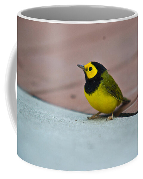 Cove Coffee Mug featuring the photograph Young Male Hooded Warbler 1 by Douglas Barnett