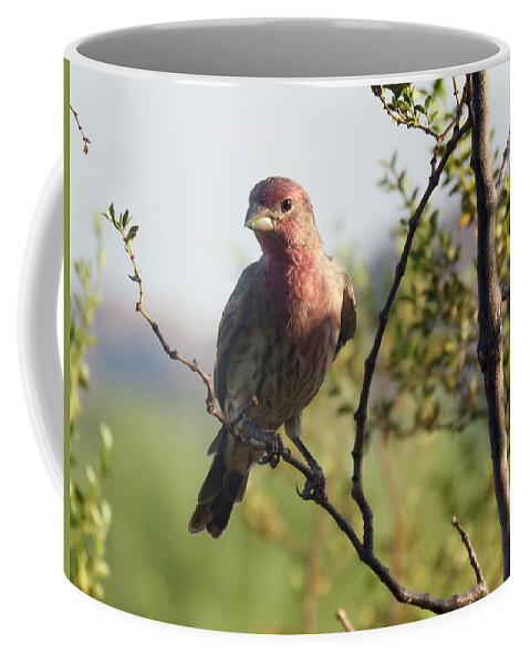 Animals Coffee Mug featuring the photograph Young Male House Finch by Judy Kennedy