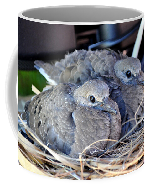 Animals Coffee Mug featuring the photograph Young Mourning Dove Squab by Jay Milo