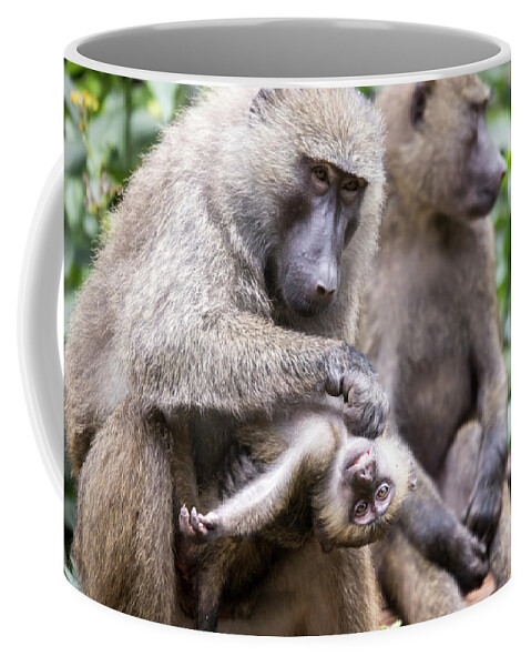 Adult Coffee Mug featuring the photograph Young olive or common baboon grooming by Karen Foley