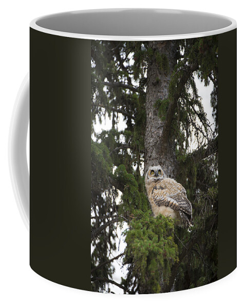 Owl Coffee Mug featuring the photograph Young Owl in Tree by Bill Cubitt
