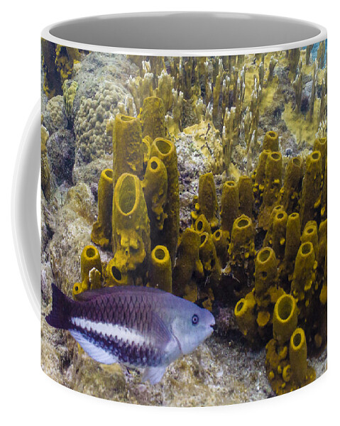 Ocean Coffee Mug featuring the photograph Young Queen by Lynne Browne