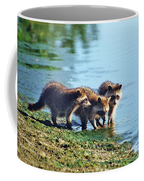 Raccoon Coffee Mug featuring the photograph Young Raccoons by Ted Keller