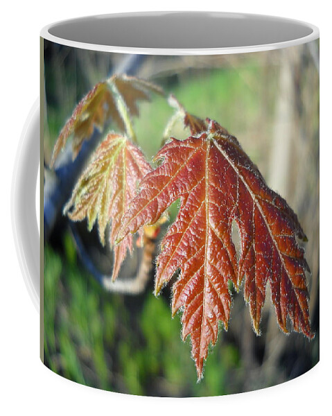 Maple Coffee Mug featuring the photograph Young Red Maple Leaf in May by Kent Lorentzen
