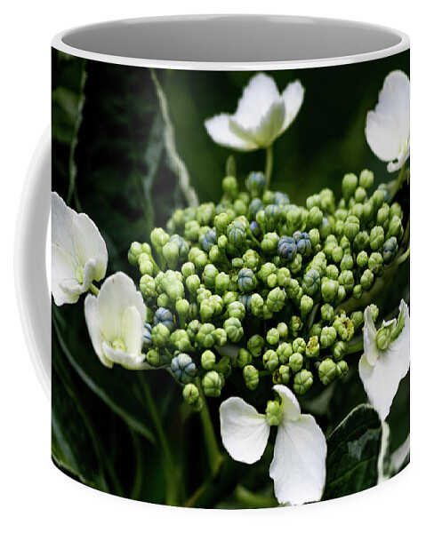 Flower Coffee Mug featuring the digital art Young White Lace Hydrangea by Ed Stines