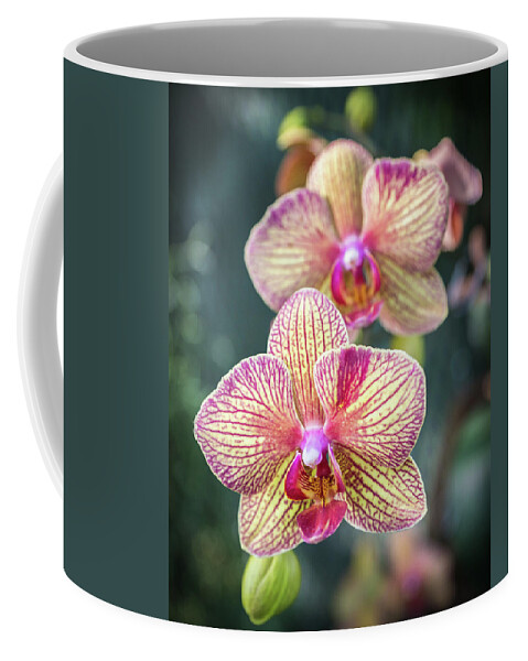 Orchid Coffee Mug featuring the photograph You're So Vain by Bill Pevlor