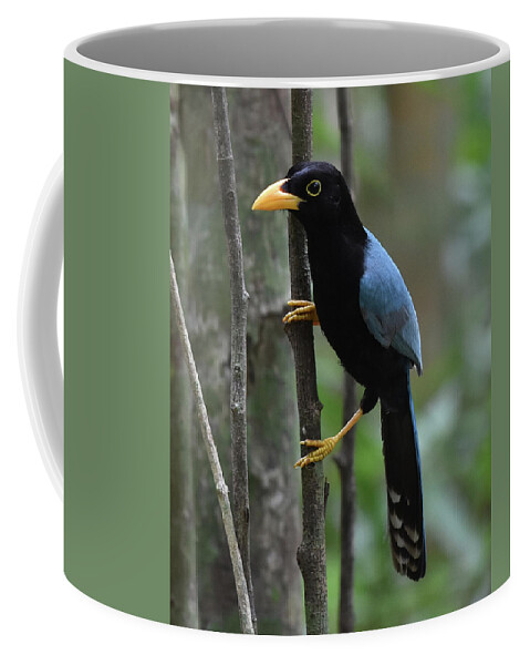 Jay Coffee Mug featuring the photograph Yucatan Jay by Ben Foster