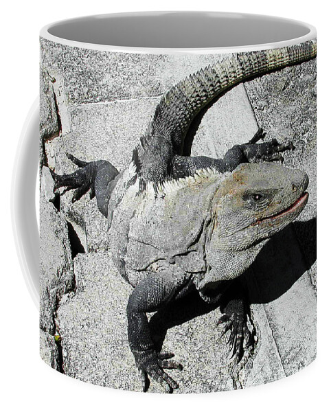 Yucatan Coffee Mug featuring the photograph Yucatan Lizard by Robert Ponzoni