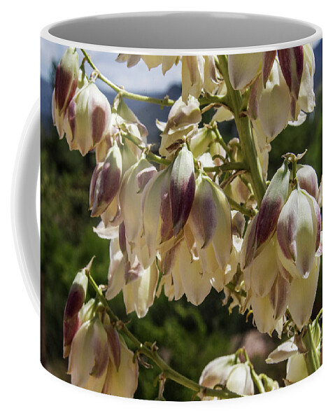 Flowers; Wildflowers; Desert; Plants; Southwest Coffee Mug featuring the photograph Yucca, New Blooms by Kathy McClure