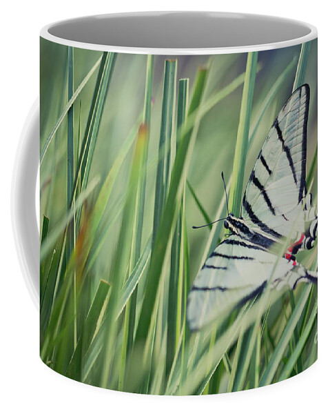 Eurytides Protesilaus Coffee Mug featuring the photograph Zebra Swallowtail by Eva Lechner