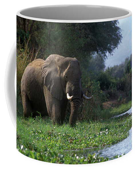 Elephant Coffee Mug featuring the photograph Zimbabwe_43-18 by Craig Lovell