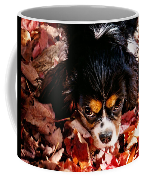 Tri Colored Cavalier King Chalres Spaniel Coffee Mug featuring the photograph Zoey - Look Into My Eyes by Gwen Gibson
