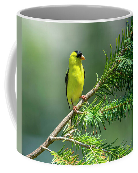 Bird Coffee Mug featuring the photograph American Goldfinch by Cathy Kovarik