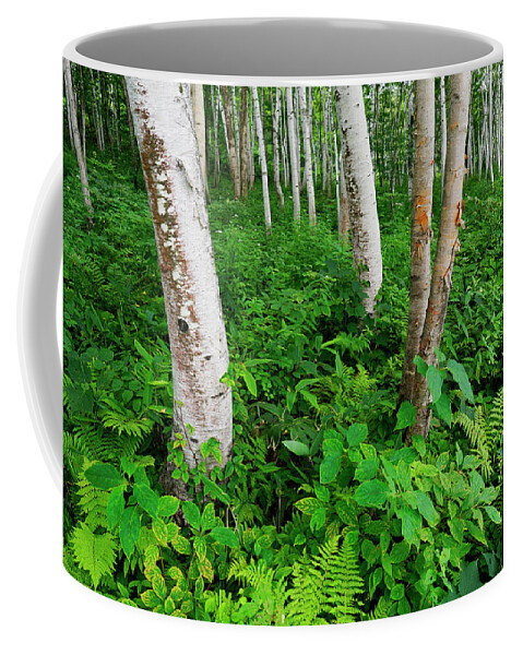 00643472 Coffee Mug featuring the photograph Asian White Birch Forest #1 by Hiroya Minakuchi