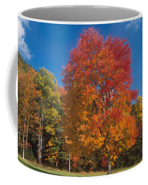Autumn Coffee Mug featuring the photograph Autumn Maples #1 by David Hosking