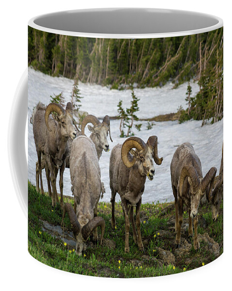 Bighorn Sheep Herd Coffee Mug featuring the photograph Bighorn Sheep Herd by Donald Pash
