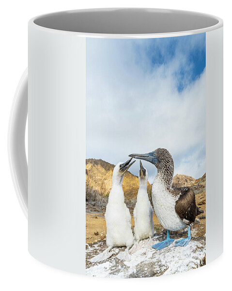 Animals Coffee Mug featuring the photograph Blue-footed Booby With Begging Chicks #1 by Tui De Roy