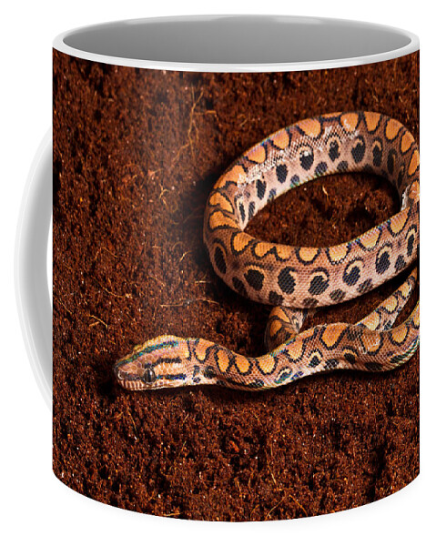 Animal Coffee Mug featuring the photograph Brazilian Rainbow Boa by David Kenny