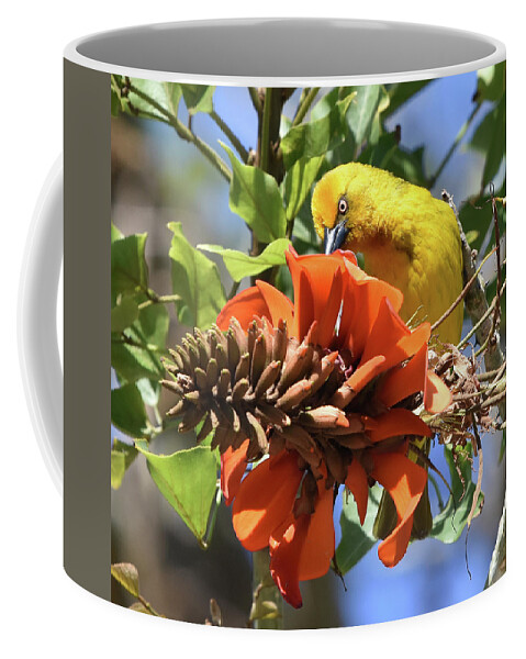 Weaver Coffee Mug featuring the photograph Cape Weaver by Ben Foster