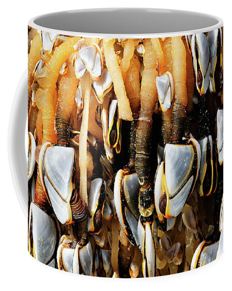 Goose Barnacles Coffee Mug featuring the photograph Close up Gooseneck Barnacles Lepas anatifera attached to driftwo #1 by Robert C Paulson Jr