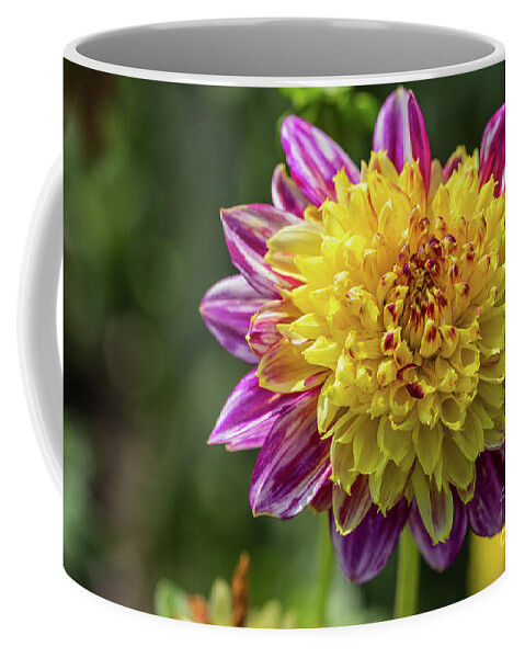 Dahlia Coffee Mug featuring the photograph Dahlia Beauty #1 by Eva Lechner