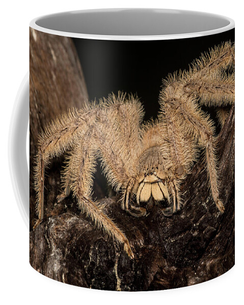 Animal Coffee Mug featuring the photograph David Bowie Spider, Heteropoda #1 by Dante Fenolio