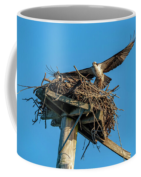 Osprey Coffee Mug featuring the photograph Feathering The Nest by Cathy Kovarik