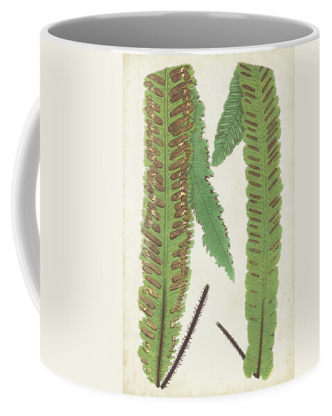 Botanical Coffee Mug featuring the painting Fern Family IIi #1 by Lowe
