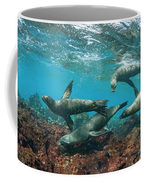 Animal Coffee Mug featuring the photograph Galapagos Sea Lions Playing #1 by Tui De Roy