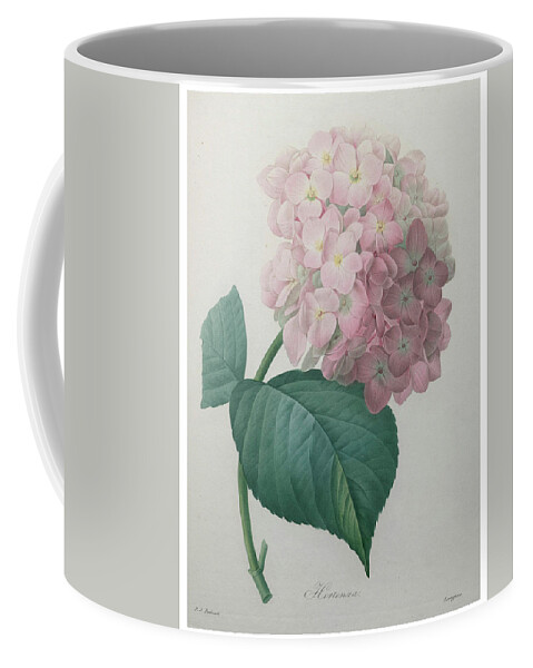 Redoute Coffee Mug featuring the painting Hydrangea #1 by Pierre-Joseph Redoute