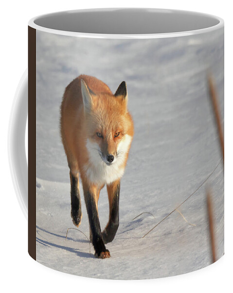 Fox Coffee Mug featuring the photograph Just Passing Through by Susan Rissi Tregoning