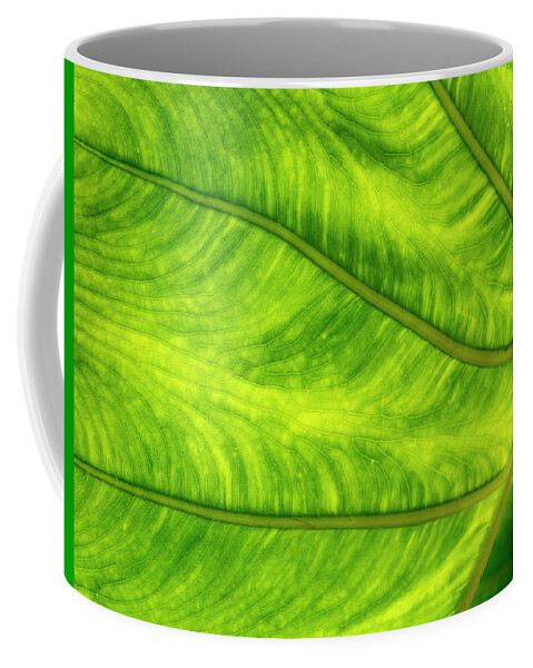 Color Coffee Mug featuring the photograph Leaf Design #2 by Jean Noren