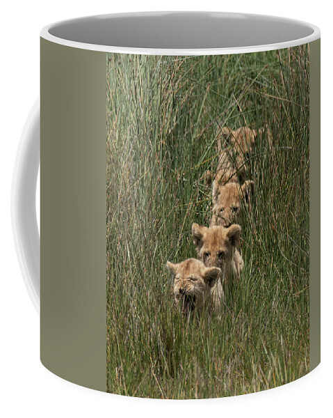 Lion Coffee Mug featuring the photograph Single File #1 by Patrick Nowotny