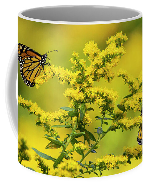 Allegheny Plateau Coffee Mug featuring the photograph Monarch Butterfly #1 by Michael Gadomski
