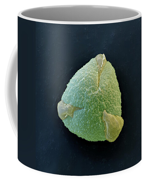 Allergy Coffee Mug featuring the photograph Oak Pollen Quercus Robur #1 by Oliver Meckes EYE OF SCIENCE