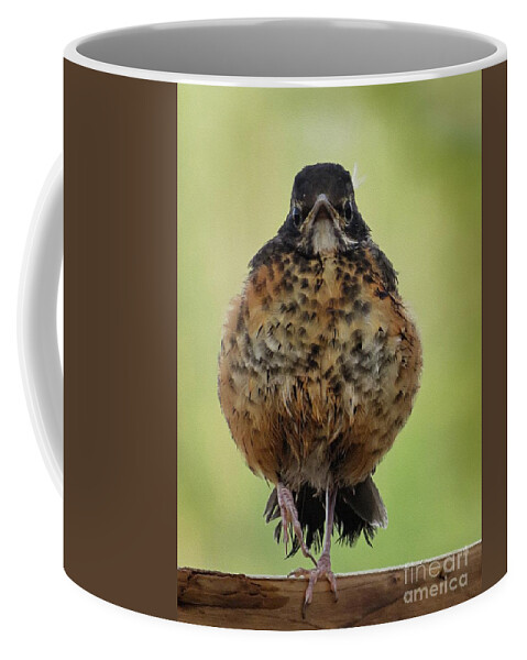 Robin Coffee Mug featuring the photograph On Guard #1 by Diana Rajala