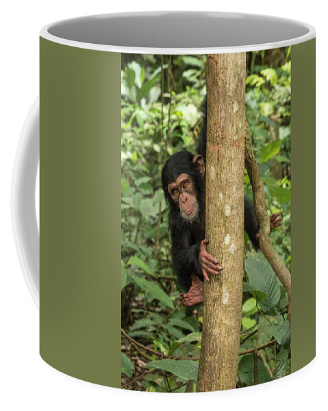 Gerry Ellis Coffee Mug featuring the photograph Orphan Daphne In Tree #1 by Gerry Ellis