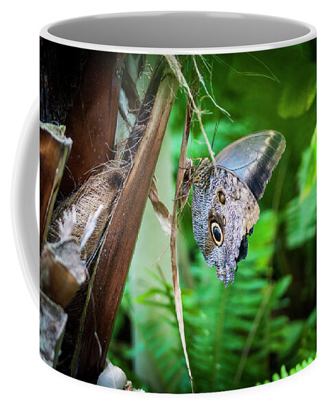 Butterflies Coffee Mug featuring the photograph Owl Butterfly #1 by Donald Pash