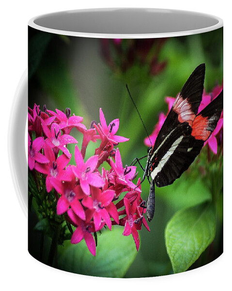 Butterflies Coffee Mug featuring the photograph Postman Butterfly #1 by Donald Pash