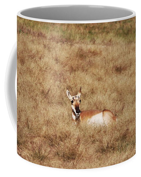 Pronghorn Antelope At Custer State Park Coffee Mug featuring the photograph Pronghorn Antelope at Custer State Park #1 by Susan Jensen