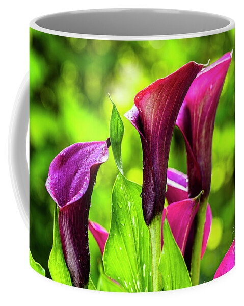 Araceae Coffee Mug featuring the photograph Purple Calla Lily Flower by Raul Rodriguez