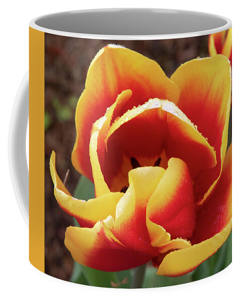 Flower Coffee Mug featuring the photograph Red and Yellow #1 by Masami IIDA