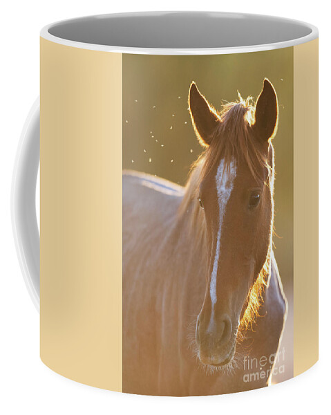 Salt River Wild Horse Coffee Mug featuring the photograph Sunrise by Shannon Hastings