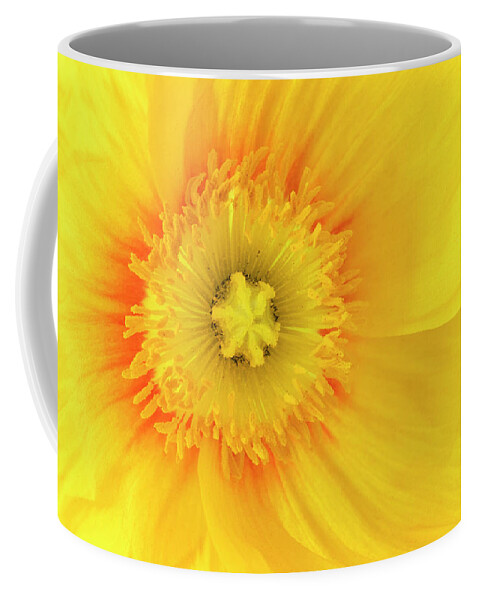 Iceland Poppy Coffee Mug featuring the photograph Sunshine #2 by Patty Colabuono