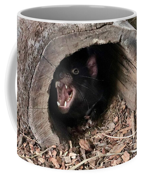 Tasmanian Coffee Mug featuring the photograph Tasmanian Devil #1 by Sarah Lilja